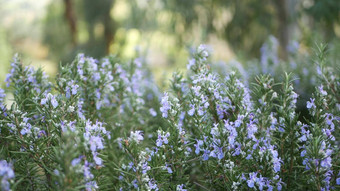 迷迭香鼠尾草草花园加州美国春天草地浪漫的大气早....风精致的纯绿色植物芳香圣人春天新鲜的花园阅读软焦点花开花