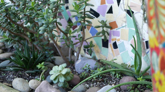 美美的花盆园艺加州美国绿色房子植物色彩斑斓的粘土锅墨西哥风格花园设计干旱沙漠装饰花卉栽培自然植物观赏绿色植物