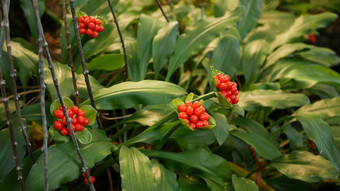 红色的浆果森林加州美国异国情调的热带丛林热带雨林植物大气春天早....多汁的生动的绿色植物植物叶子春天仙女花园植物新鲜木