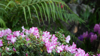 杜鹃花杜鹃紫色的花森林加州美国春天早....<strong>大气</strong>精致的紫罗兰色的粉<strong>红色</strong>的开花绿色蕨类植物植物叶状体叶子春天仙女植物纯新鲜木