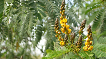 非洲塞纳花开花园艺加州美国自然植物关闭背景黄色的布鲁姆春天早....花园新鲜的春天植物区系软焦点烛台多汁的植物