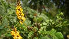 非洲塞纳花开花园艺加州美国自然植物关闭背景黄色的布鲁姆春天早....花园新鲜的春天植物区系软焦点烛台多汁的植物
