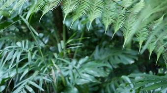 异国情调的丛林热带雨林热带大气蕨类植物手掌新鲜的多汁的叶状体叶子亚马逊密集的杂草丛生的深森林黑暗自然绿色植物郁郁葱葱的树叶常绿生态系统天堂审美