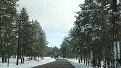 雪寒冷的森林开车汽车路旅行冬天犹他州美国松柏科的松树视图车挡风玻璃圣诞节假期12月旅程布莱斯峡谷生态旅游森林