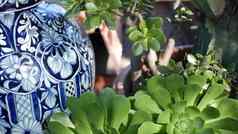 美美的花盆园艺加州美国绿色房子植物色彩斑斓的粘土锅墨西哥风格花园设计干旱沙漠装饰花卉栽培自然植物观赏绿色植物