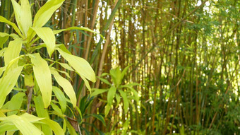 <strong>竹子</strong>森林异国情调的亚洲热带大气绿色树冥想冯水Zen花园安静的平静格罗夫早....和谐新鲜灌木丛日本中国人自然东方审美