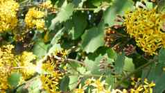 天鹅绒千里光属植物黄色的花加州美国罗尔达纳petasitis春天布鲁姆首页园艺美国装饰观赏室内植物自然植物大气生动的春天开花