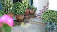 美美的花盆园艺加州美国绿色房子植物粘土锅墨西哥花园设计干旱沙漠装饰花卉栽培植物观赏绿色植物色彩斑斓的瓷砖楼梯