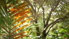 亚热带森林加州美国新鲜的春天早....大气绿色明亮的木阳光明媚的自然热带雨林郁郁葱葱的树叶春天阳光照射的荒野林地植物多汁的绿色植物
