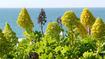 Aeoniumarboreum石莲花树黄色的花加州美国爱尔兰玫瑰多汁的花序首页园艺美国装饰观赏室内植物自然植物海洋海滩大气