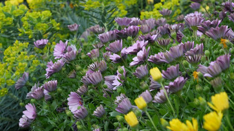 黛西玛格丽特色彩斑斓的花加州美国Aster角金盏花多色紫色的紫罗兰色的布鲁姆首页园艺美国装饰观赏室内植物自然植物大气