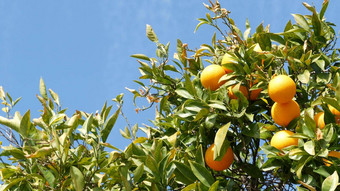 柑橘类橙色水果树加<strong>州</strong>美国春天花园美国当地的农业农场种植园家园园艺多汁的新鲜的叶子异国情调的热带收获分支春天天空