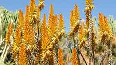 芦荟多汁的植物黄色的花加州美国沙漠植物区系干旱气候自然植物关闭背景生动的橙色布鲁姆芦荟真正园艺美国生长仙人掌龙舌兰