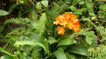 故乡布什南非黑人莉莉花加州美国君子兰miniata<strong>橙</strong>色艳丽的异国情调的激烈的充满<strong>活力</strong>的植物布鲁姆热带丛林热带雨林大气自然花园生动的新鲜的多汁的绿色植物