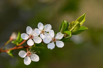 美丽的开<strong>花</strong>树自然场景<strong>太阳</strong>阳光明媚的一天<strong>春天花</strong>摘要模糊背景<strong>春天</strong>