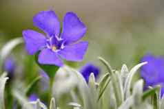 美丽的紫色的春天花色彩斑斓的自然背景春天草