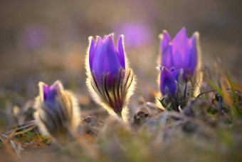 <strong>春天春天</strong>花美丽的紫色的毛茸茸的朝鲜白头翁白头翁长大的盛开的<strong>春天草地</strong>日落