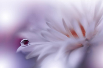 美丽的自然背景花艺术设计摘要宏摄影白色黛西花柔和的花白色背景