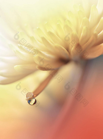 美丽的自然背景花艺术设计摘要宏摄影黛西花柔和的菊花花黄色的背景