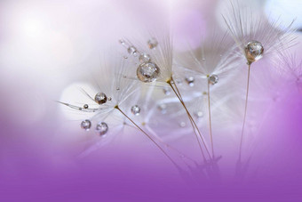 美丽的自然背景花艺术设计摘要宏摄影柔和的花蒲公英花紫罗兰色的背景