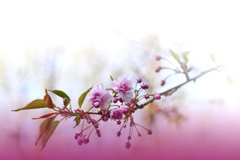 美丽的自然背景花艺术设计摘要宏摄影色彩斑斓的花春天花樱花樱桃开花树