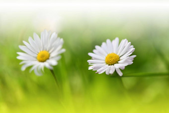 美丽的自然背景花艺术设计摘要宏摄影白色黛西花柔和的花绿色背景