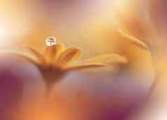 美丽的自然背景花艺术设计摘要宏摄影非洲菊黛西花柔和的花橙色背景