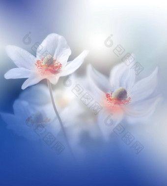 美丽的自然背景花艺术设计摘要宏摄影白色海葵花柔和的花蓝色的背景