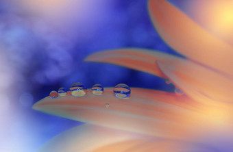 美丽的自然背景花艺术设计摘要宏摄影非洲菊黛西花柔和的花蓝色的背景