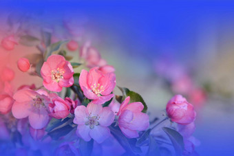 美丽的自然背景花艺术设计摘要宏<strong>摄影</strong>色彩斑斓的花盛开的春天花<strong>樱花</strong>樱桃开花树
