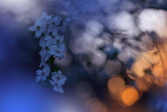 美丽的自然背景花艺术设计摘要宏摄影色彩斑斓的花盛开的春天花樱花樱桃开花树