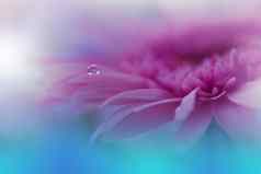 美丽的自然背景花艺术设计摘要宏摄影非洲菊黛西花柔和的花紫罗兰色的背景