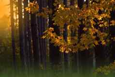 自然背景秋天景观秋天场景美丽的秋天的公园色彩斑斓的明亮的叶子树美自然场景