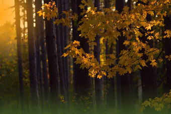 自然背景秋天景观秋天<strong>场景</strong>美丽的秋天的公园色彩斑斓的明亮的叶子树美自然<strong>场景</strong>