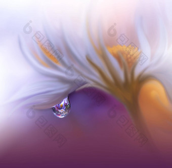 美丽的自然背景花艺术设计摘要宏摄影白色黛西花柔和的花紫罗兰色的背景