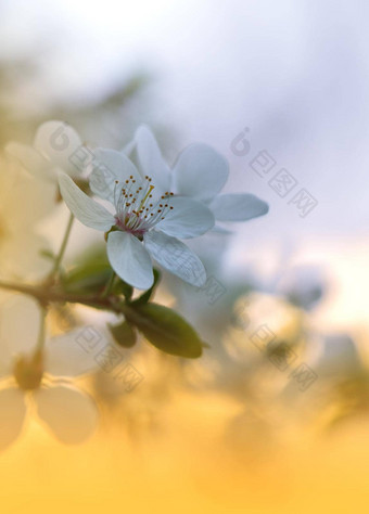 美丽的自然背景花艺术设计摘要宏摄影色彩斑斓的花盛开的春天花开花树