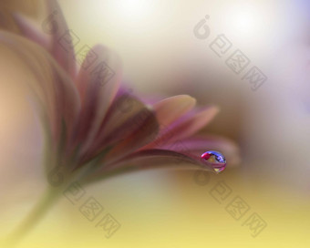 美丽的自然背景花艺术设计摘要宏摄影紫罗兰色的黛西花软焦点柔和的花黄色的背景