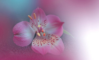 美丽的自然背景花艺术设计摘要宏摄影粉红色的花柔和的花紫罗兰色的背景