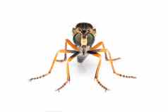 图像食虫虻科强盗飞家庭被称为刺客苍蝇白色背景昆虫动物