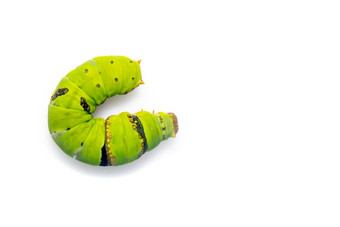 图像石灰蝴蝶毛毛虫孤立的白色背景昆虫动物绿色蠕虫