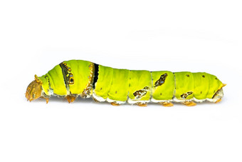 图像石灰蝴蝶<strong>毛毛虫</strong>孤立的白色背景昆虫动物绿色蠕虫