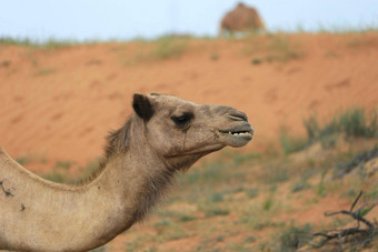 骆驼沙漠拉AL-KHAIMAH曼联阿拉伯阿联酋航空公司亚洲