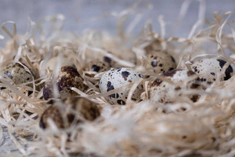 关闭鹌鹑鸡蛋巢干草复制空间广告食物餐厅菜单设计复活节鸡蛋