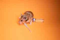 棕色（的）仓鼠鼠标医疗注射器针bottle-phial孤立的橙色背景医疗实验测试老鼠兽医疫苗发展