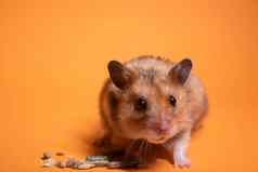 棕色（的）仓鼠鼠标吃食物啮齿动物孤立的橙色背景宠物害虫