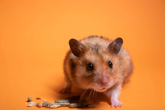 棕色（的）仓鼠鼠标吃食物啮齿动物孤立的橙色背景宠物<strong>害虫</strong>