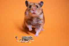 棕色（的）仓鼠鼠标吃食物啮齿动物孤立的橙色背景宠物害虫
