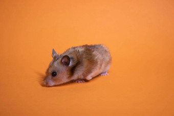 棕色（的）仓鼠鼠标孤立的橙色背景宠物<strong>害虫</strong>
