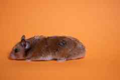 棕色（的）仓鼠鼠标孤立的橙色背景宠物害虫