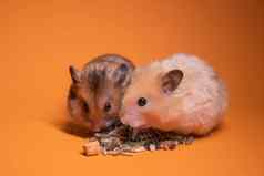 棕色（的）米色仓鼠鼠标吃食物啮齿动物孤立的橙色背景宠物害虫